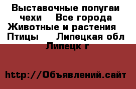 Выставочные попугаи чехи  - Все города Животные и растения » Птицы   . Липецкая обл.,Липецк г.